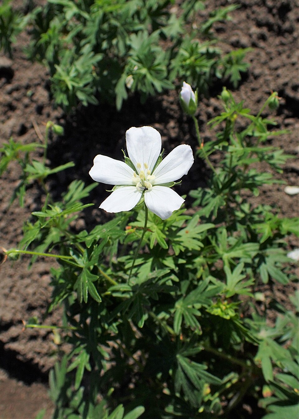 Geranium sanguineum 'Album' (alternate view 3)