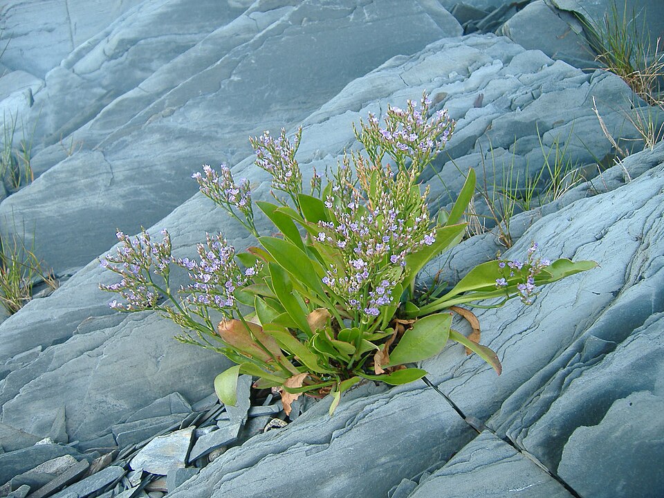 Limonium carolinianum (Carolina Sea Lavender) (alternate view 2)