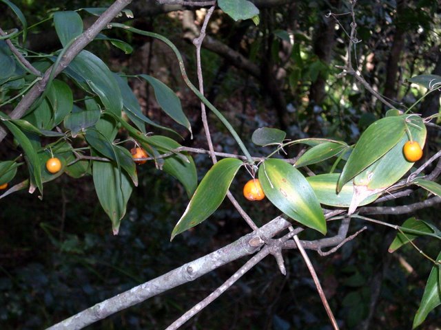 Eustrephus latifolius (Wombat Berry) (alternate view 3)