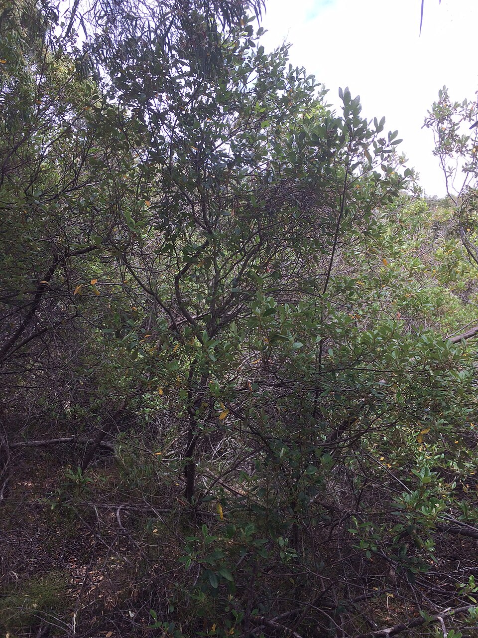 Spyridium globulosum (basket bush) (alternate view 9)