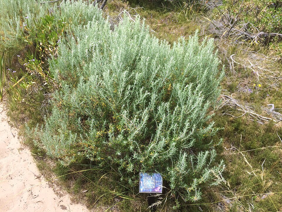 Olearia axillaris (Coastal Daisy-Bush) (alternate view 10)