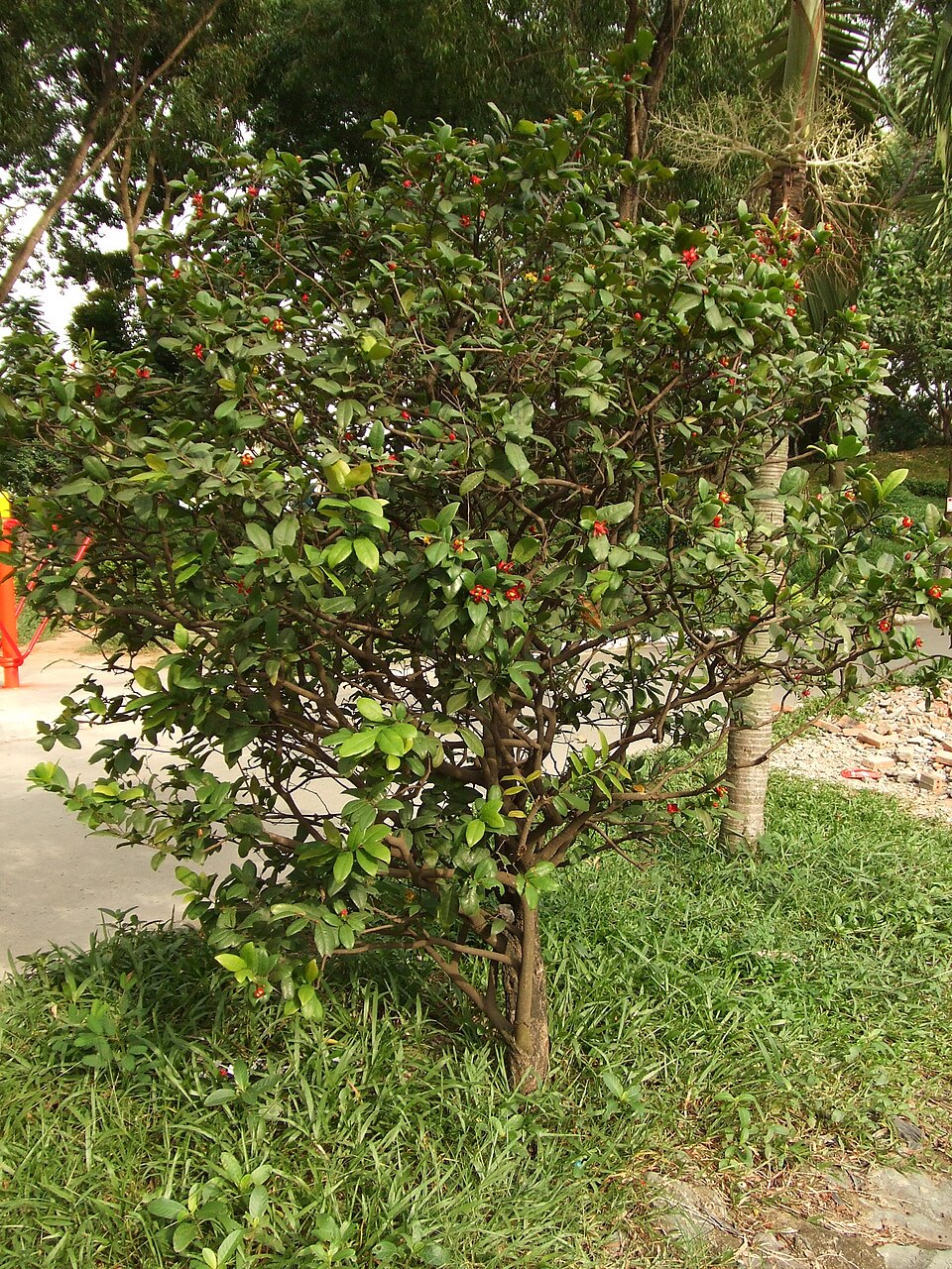 Ochna serrulata (Small-leaved plane) (alternate view 2)