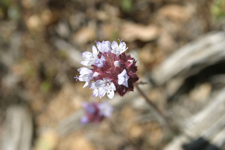 Gilia capitata (bluehead gilia) (alternate view 7)