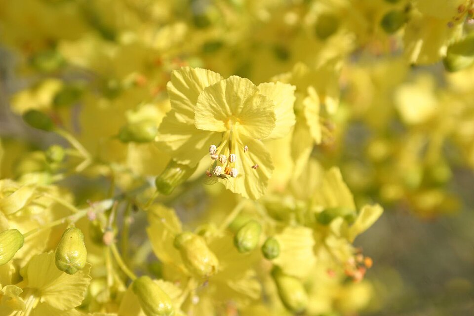Parkinsonia florida (blue palo verde) (alternate view 10)