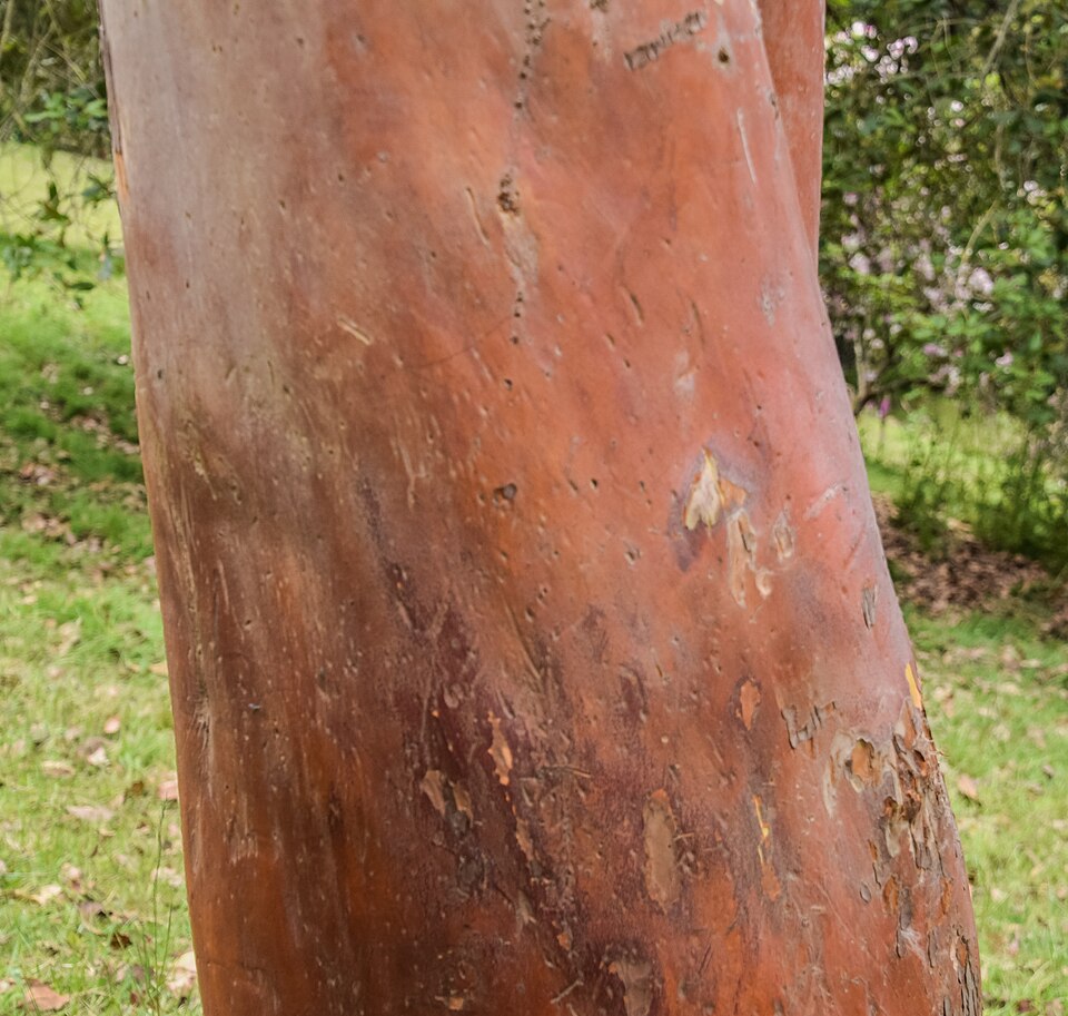 Arbutus x andrachnoides (alternate view 9)