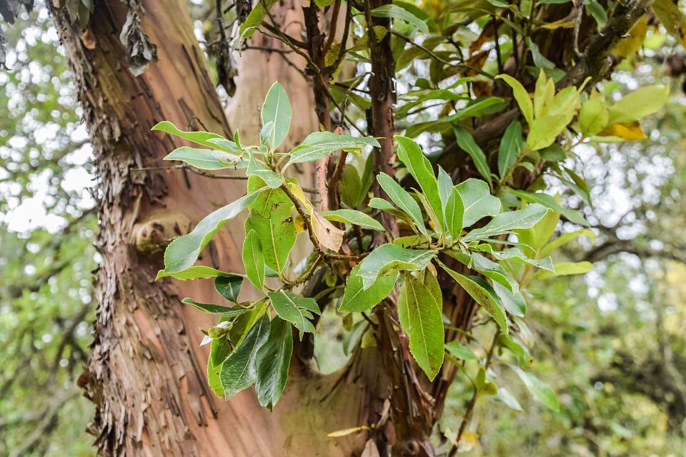 Arbutus x andrachnoides (alternate view 10)