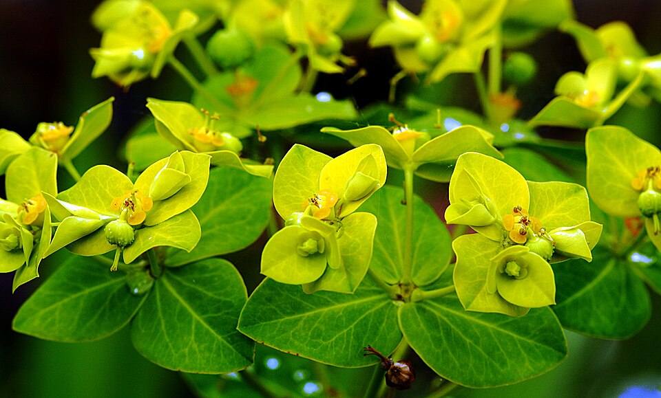 Euphorbia cornigera (Horned Spurge)