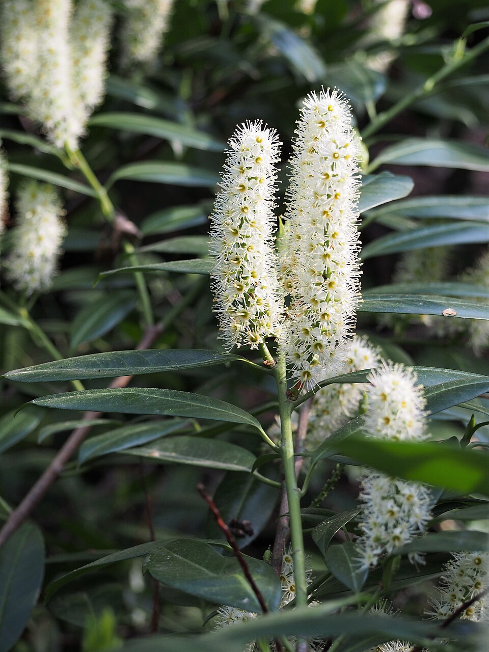 Prunus laurocerasus 'Schipkaensis' (Skip Laurel) (alternate view 3)