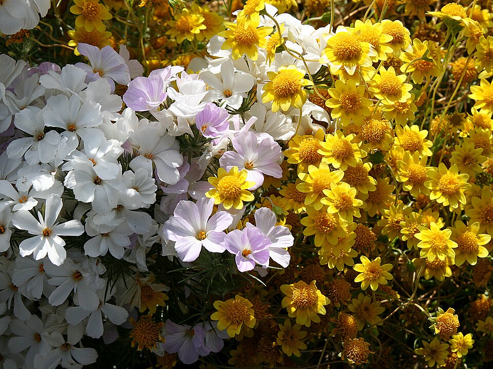 Lasthenia californica (California goldfields) (alternate view 8)