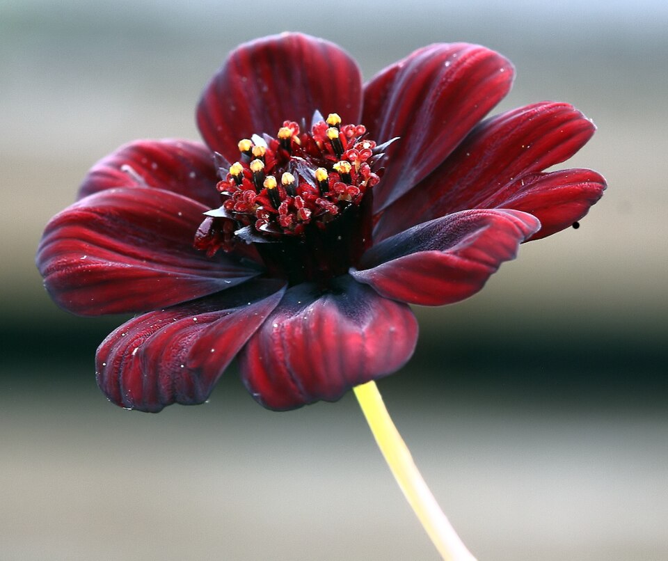 Cosmos atrosanguineus (chocolate cosmos) (alternate view 10)