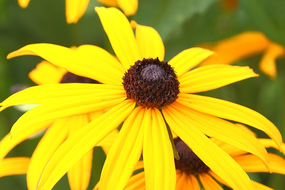Rudbeckia fulgida var. sullivantii 'Goldsturm' (black-eyed Susan) (alternate view 5)