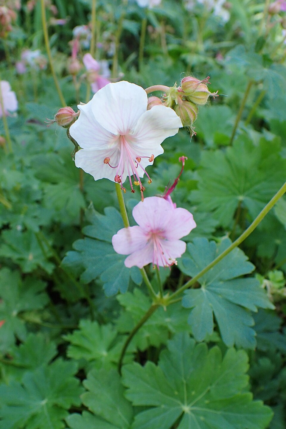 Geranium cantabrigiense (Cambridge Geranium) (alternate view 10)