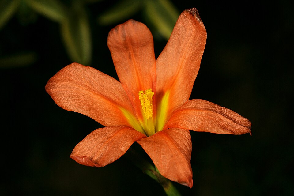 Moraea flaccida (Great Tulip) (alternate view 9)