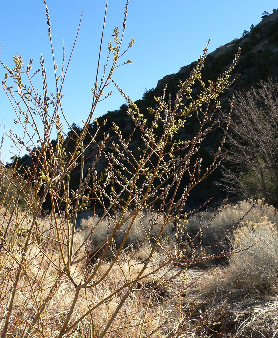 Salix lasiolepis (Arroyo Willow) (alternate view 4)