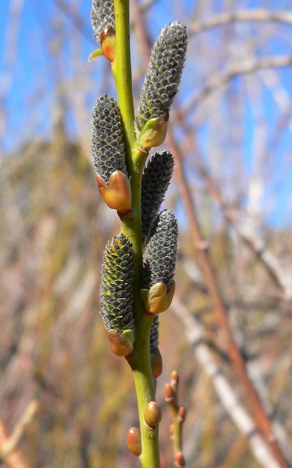 Salix lasiolepis (Arroyo Willow) (alternate view 5)
