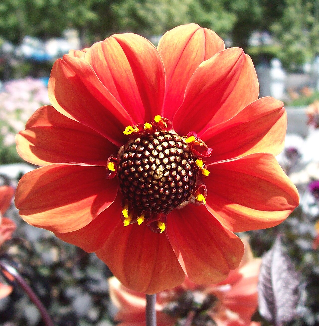 Dahlia 'Bishop of Llandaff', Dahlia 'Bishop of Llandaff' — upright deciduous (Asteraceae) (image 5 of 10)