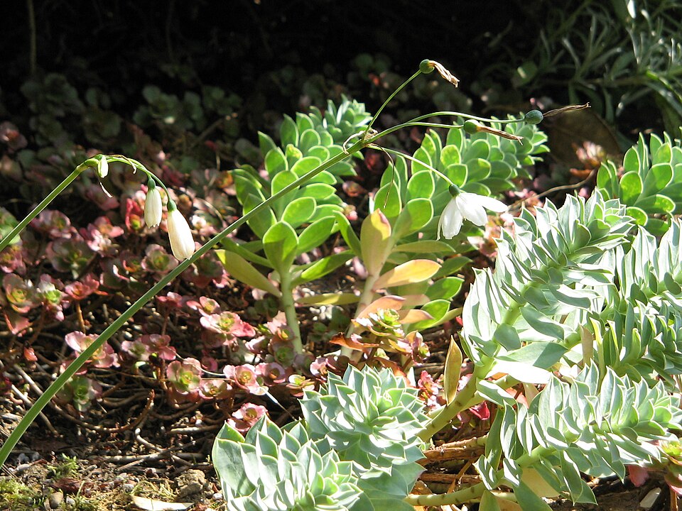Euphorbia myrsinites (Myrtle Spurge) (alternate view 6)