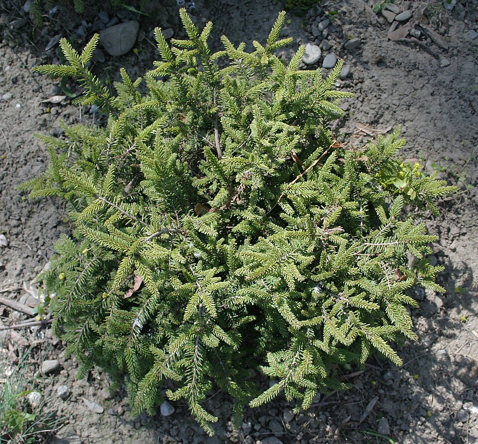 Picea abies 'Nidiformis' (bird's nest spruce) (alternate view 3)