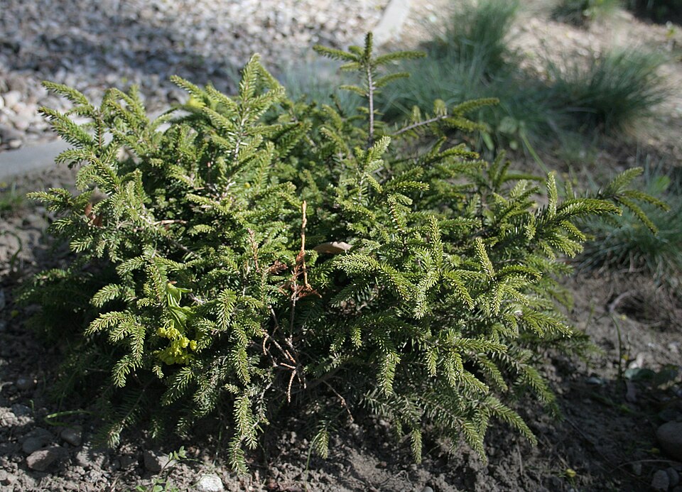 Picea abies 'Nidiformis' (bird's nest spruce) (alternate view 4)