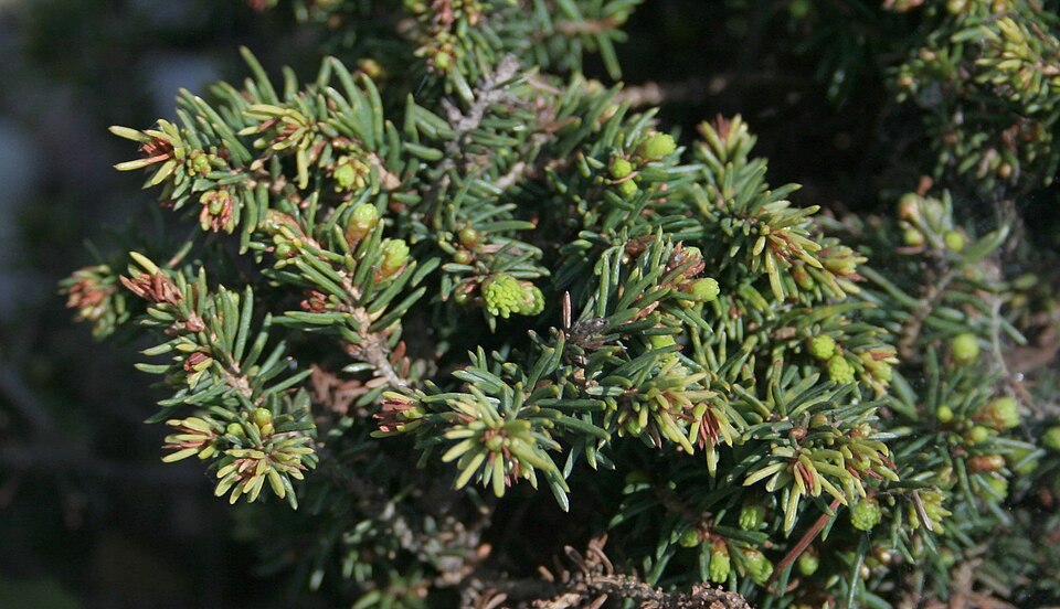 Picea abies 'Little Gem' (Little Gem Norway Spruce)