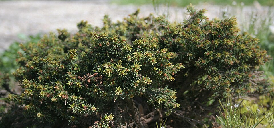 Picea abies 'Little Gem' (Little Gem Norway Spruce) (alternate view 2)