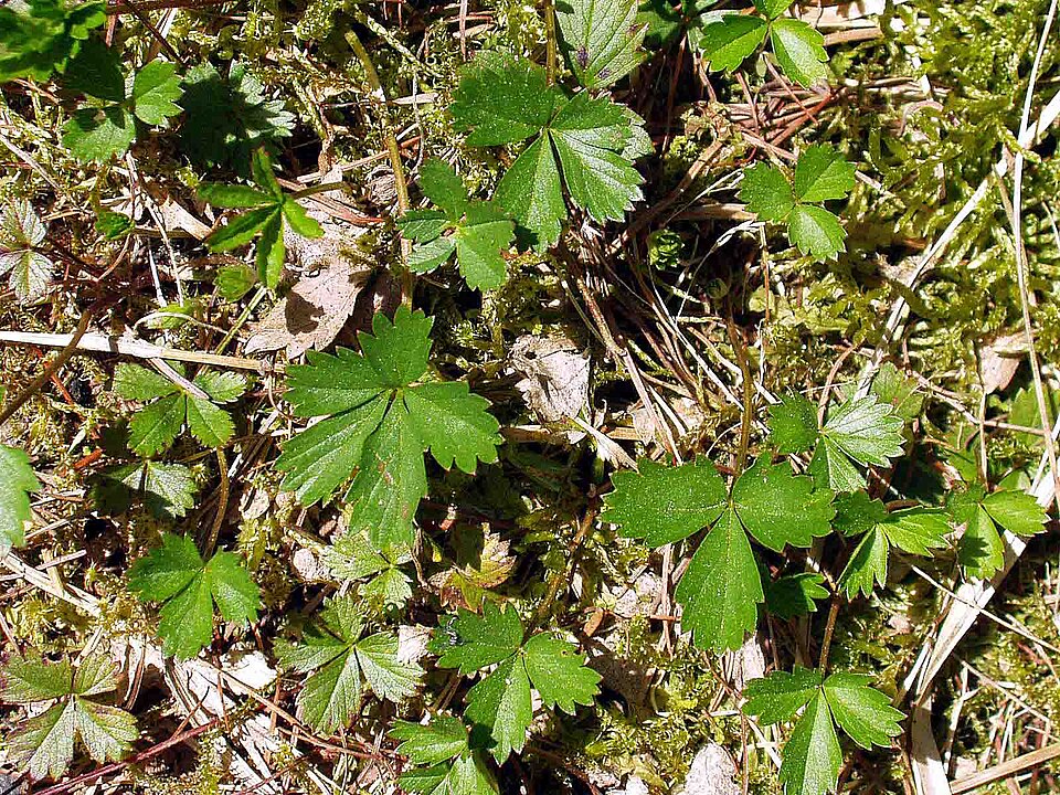Potentilla anglica (English cinquefoil) (alternate view 6)