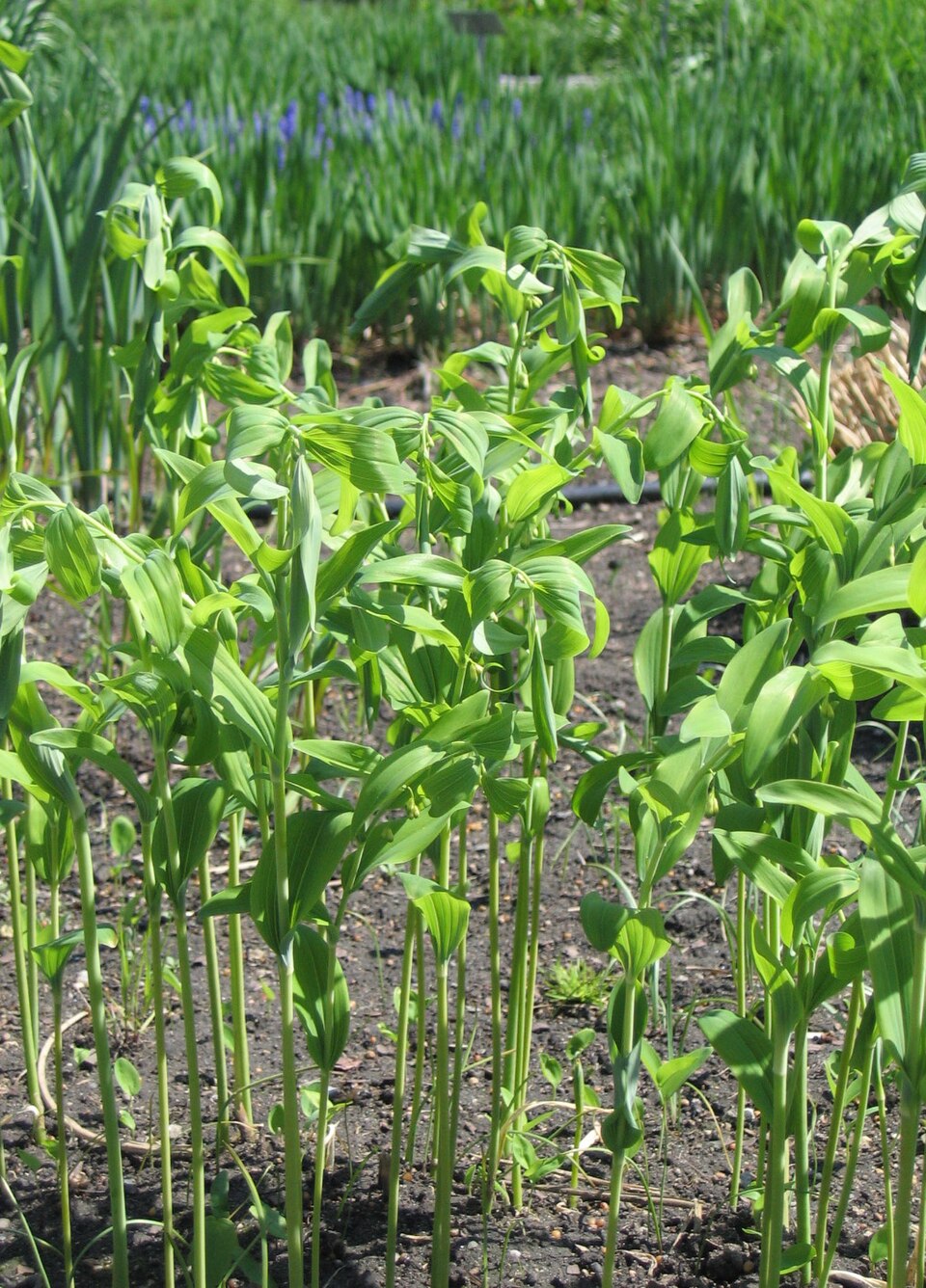 Polygonatum multiflorum (Solomon's-seal)