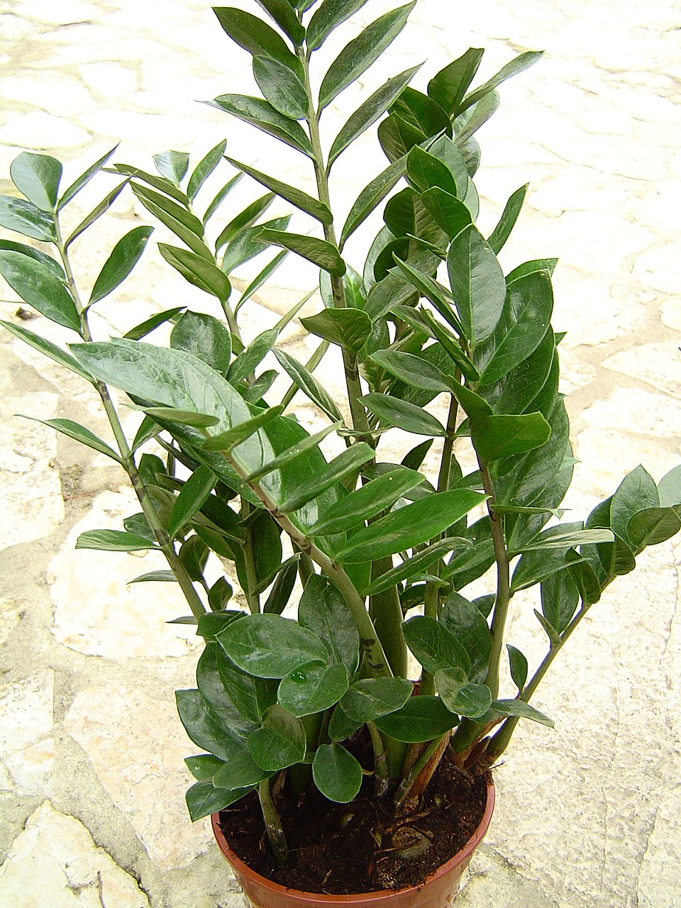 Zamioculcas zamiifolia (ZZ Plant) (alternate view 3)