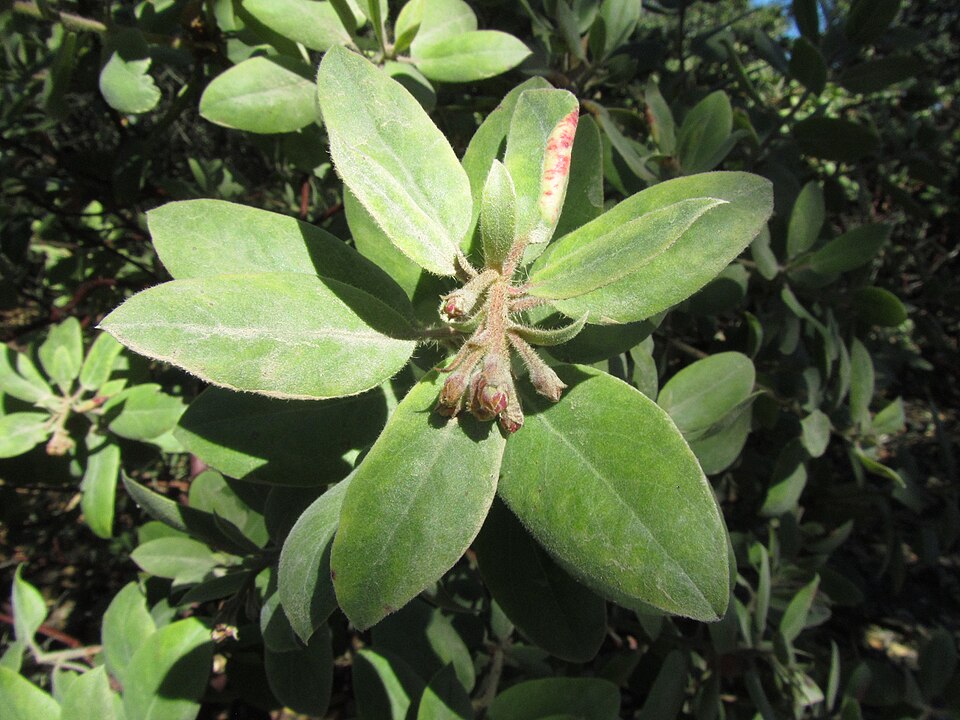 Arctostaphylos glandulosa (Eastwood's Manzanita) (alternate view 2)