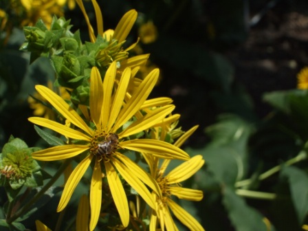 Silphium integrifolium (prairie rosinweed) (alternate view 5)