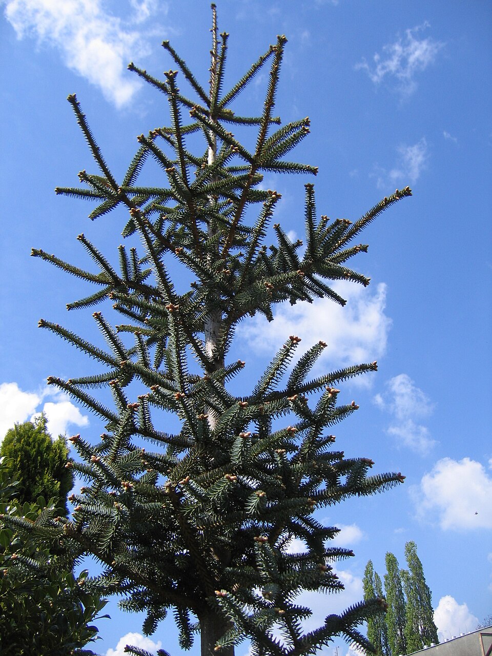 Abies pinsapo 'Glauca' (Blue Spanish Fir)