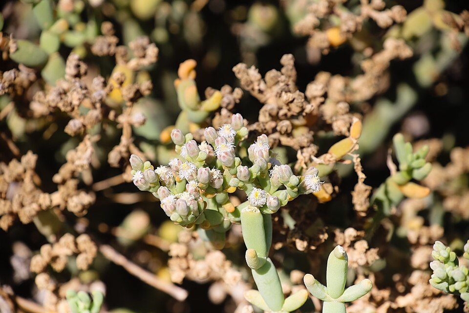 Mesembryanthemum (ice plants) (alternate view 2)