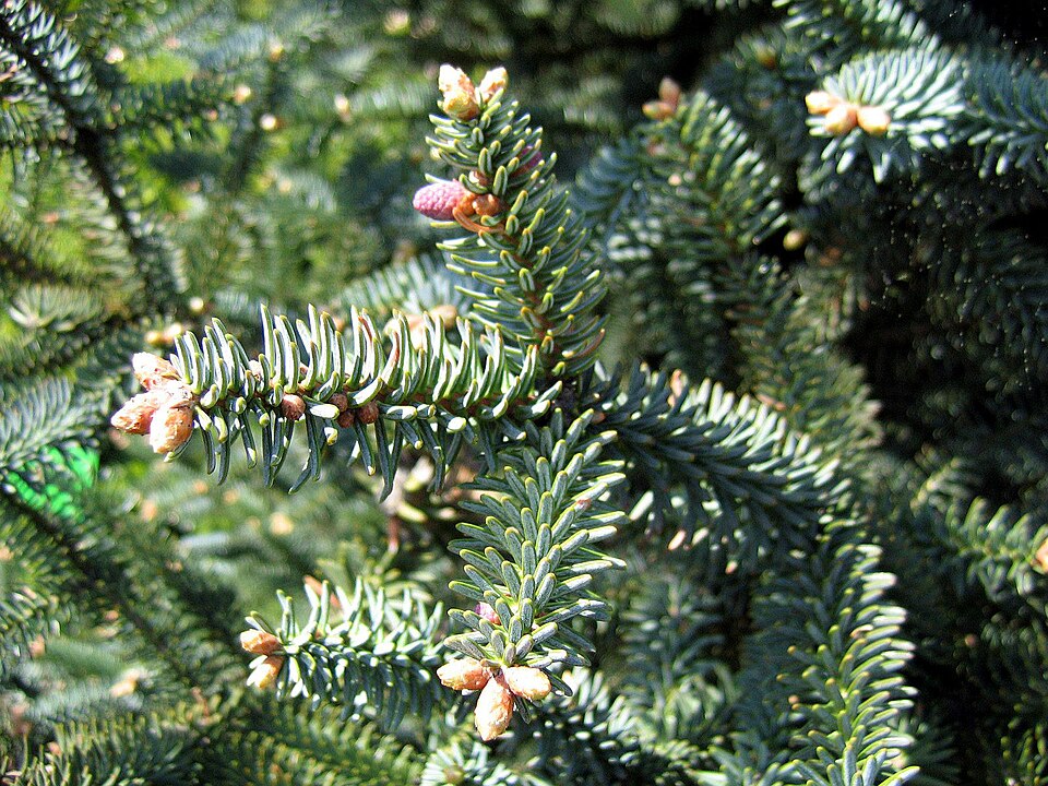 Abies pinsapo 'Glauca' (Blue Spanish Fir) (alternate view 2)