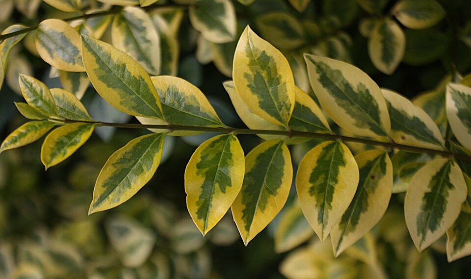Ligustrum ovalifolium 'Aureum' (golden privet) (alternate view 2)