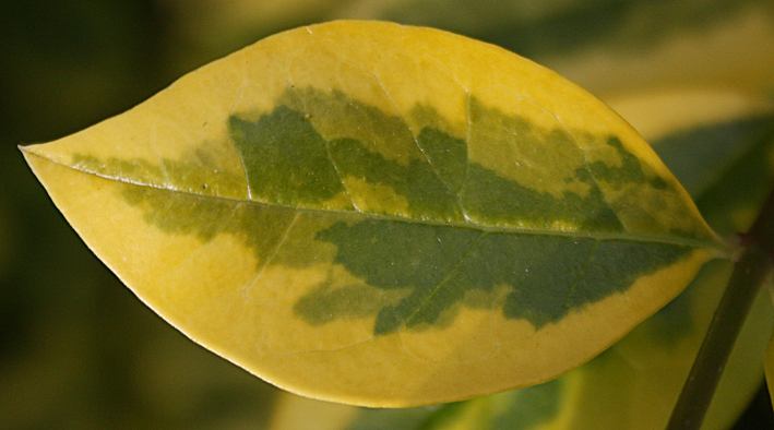 Ligustrum ovalifolium 'Aureum' (golden privet) (alternate view 3)