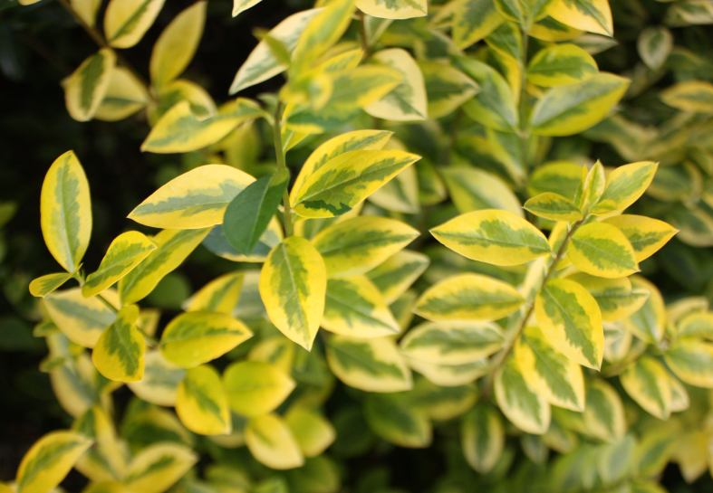 Ligustrum ovalifolium 'Aureum' (golden privet) (alternate view 4)