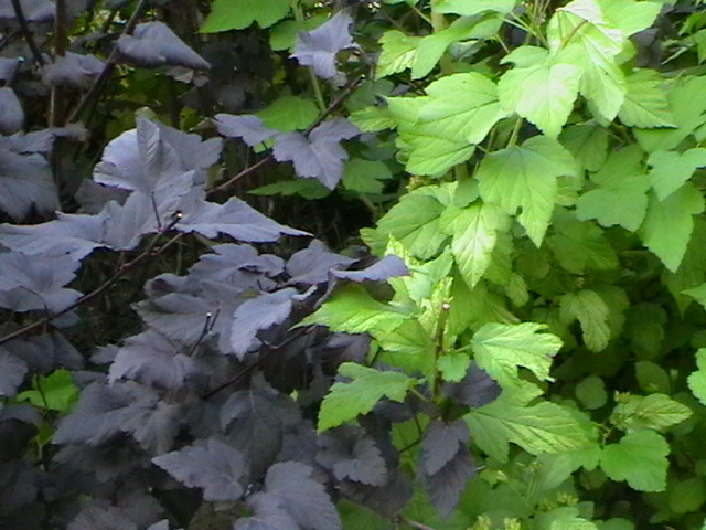 Physocarpus opulifolius 'Diabolo' (Diabolo Ninebark)