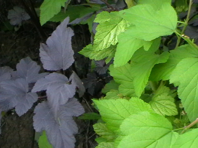 Physocarpus opulifolius 'Diabolo' (Diabolo Ninebark) (alternate view 2)