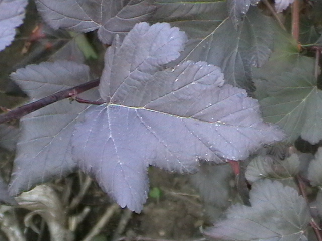 Physocarpus opulifolius 'Diabolo' (Diabolo Ninebark) (alternate view 3)