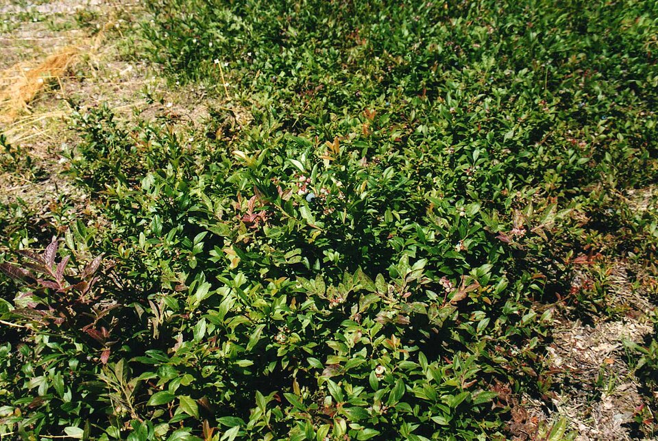 Vaccinium angustifolium (lowbush blueberry)