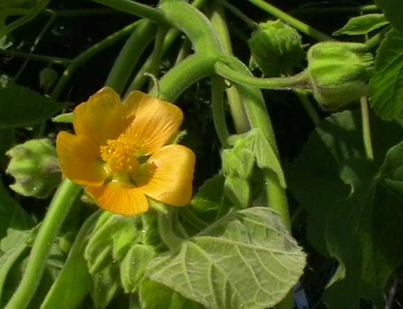 Abutilon theophrasti (velvetleaf) (alternate view 7)