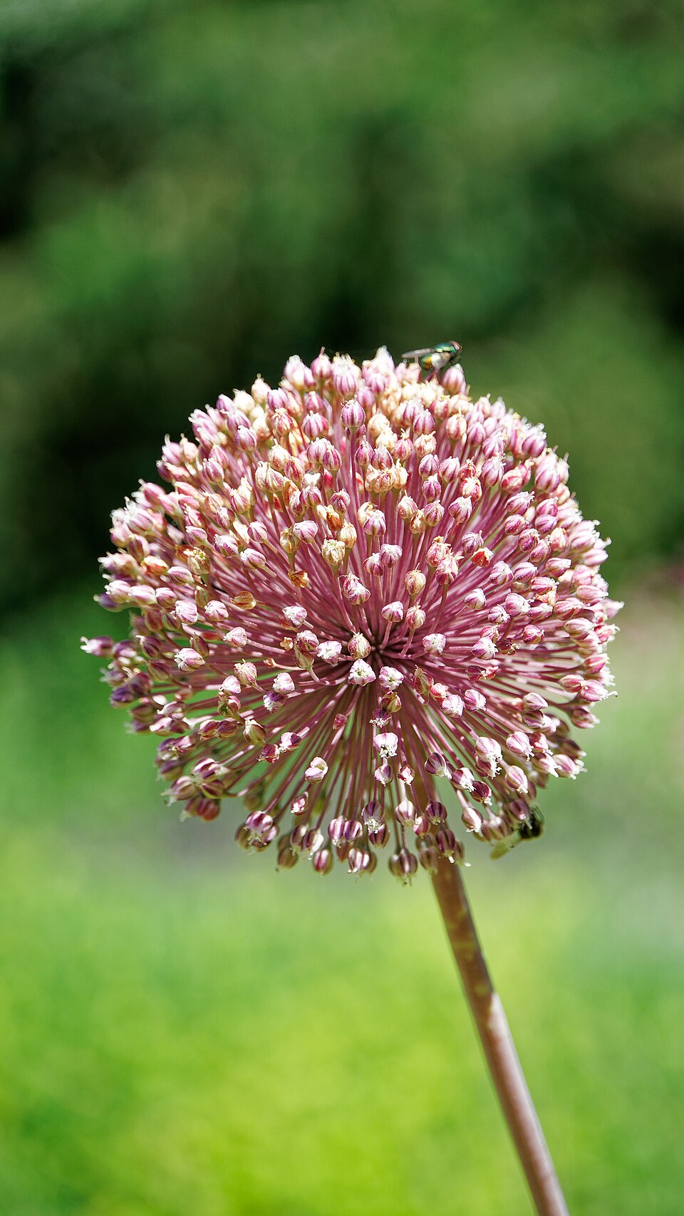Allium (onions) (alternate view 7)