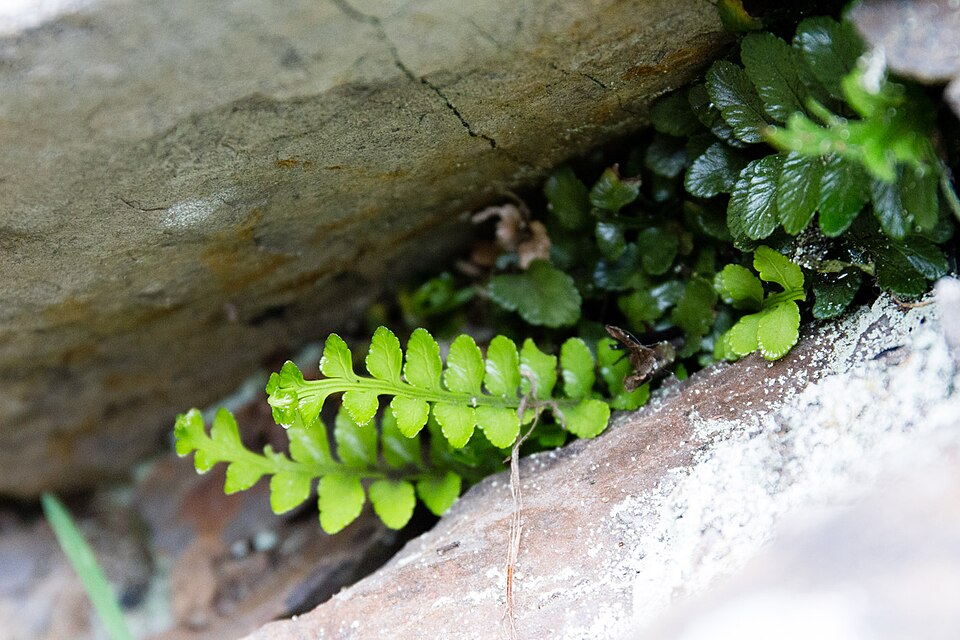 Asplenium marinum (sea spleenwort)
