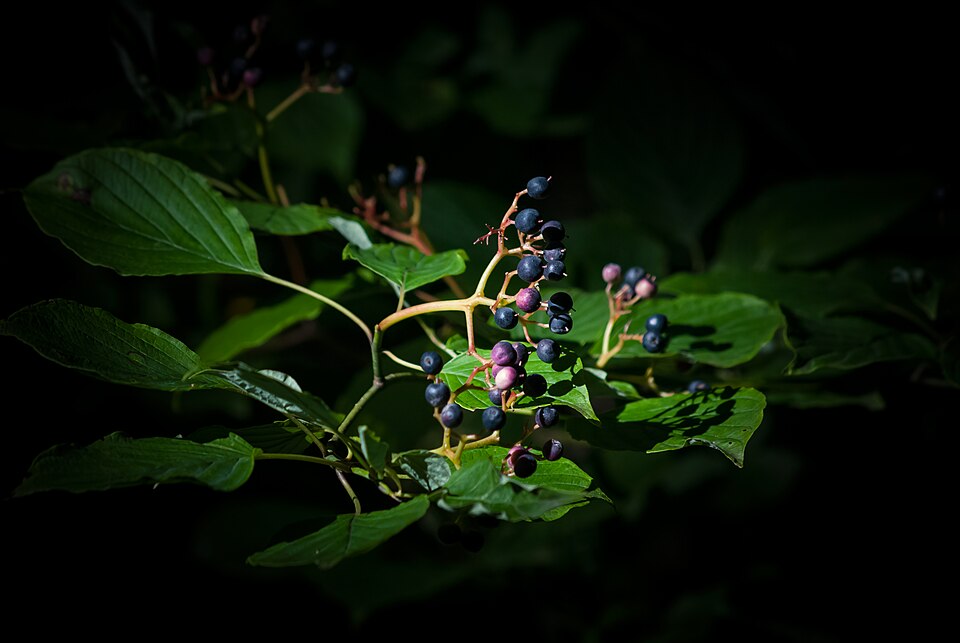 Cornus alternifolia (Pagoda Dogwood) (alternate view 6)