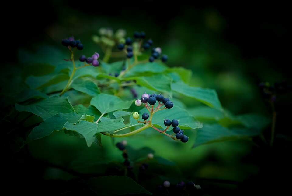 Cornus alternifolia (Pagoda Dogwood) (alternate view 7)