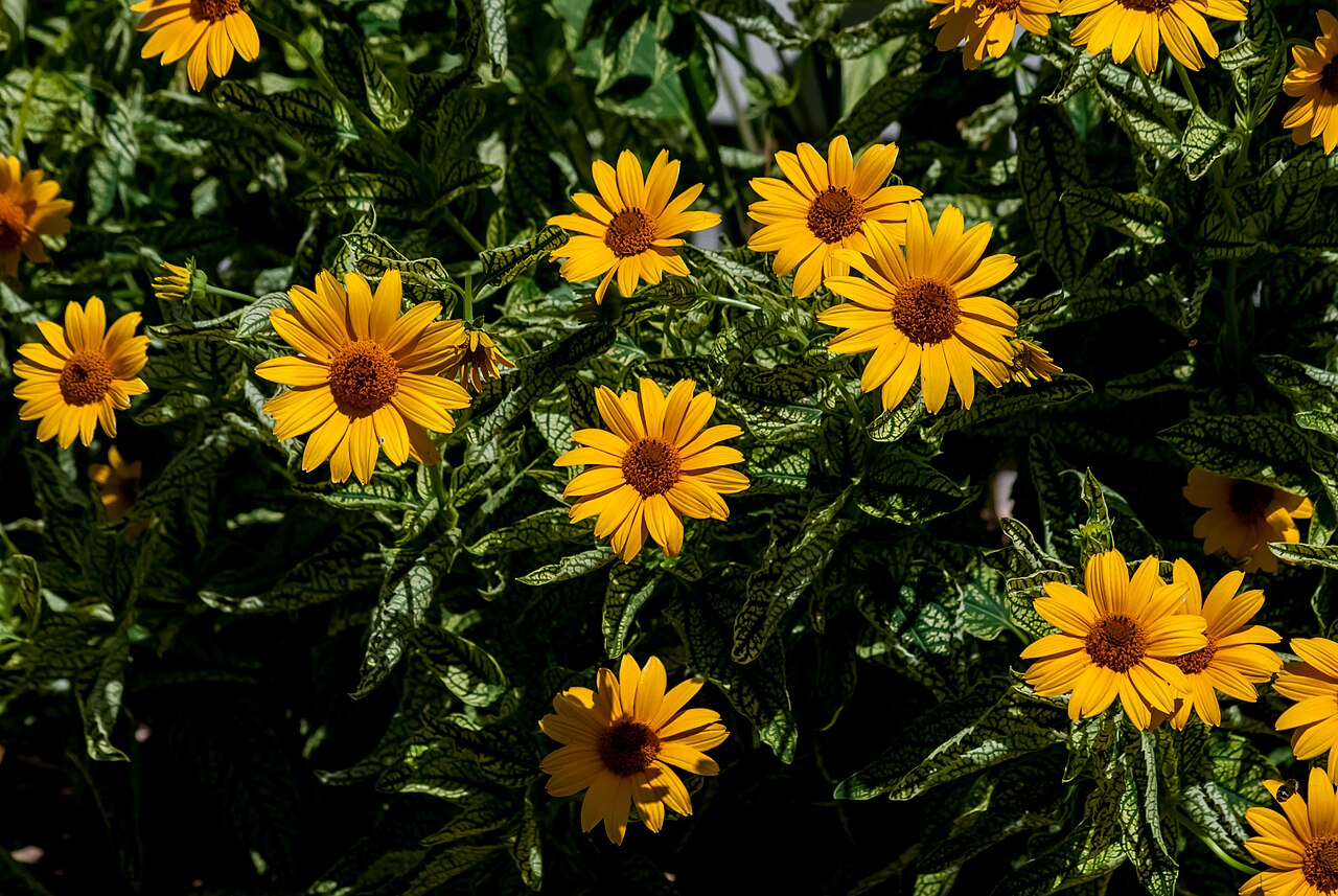 Heliopsis helianthoides, False sunflower — upright deciduous (Asteraceae) (image 8 of 10)