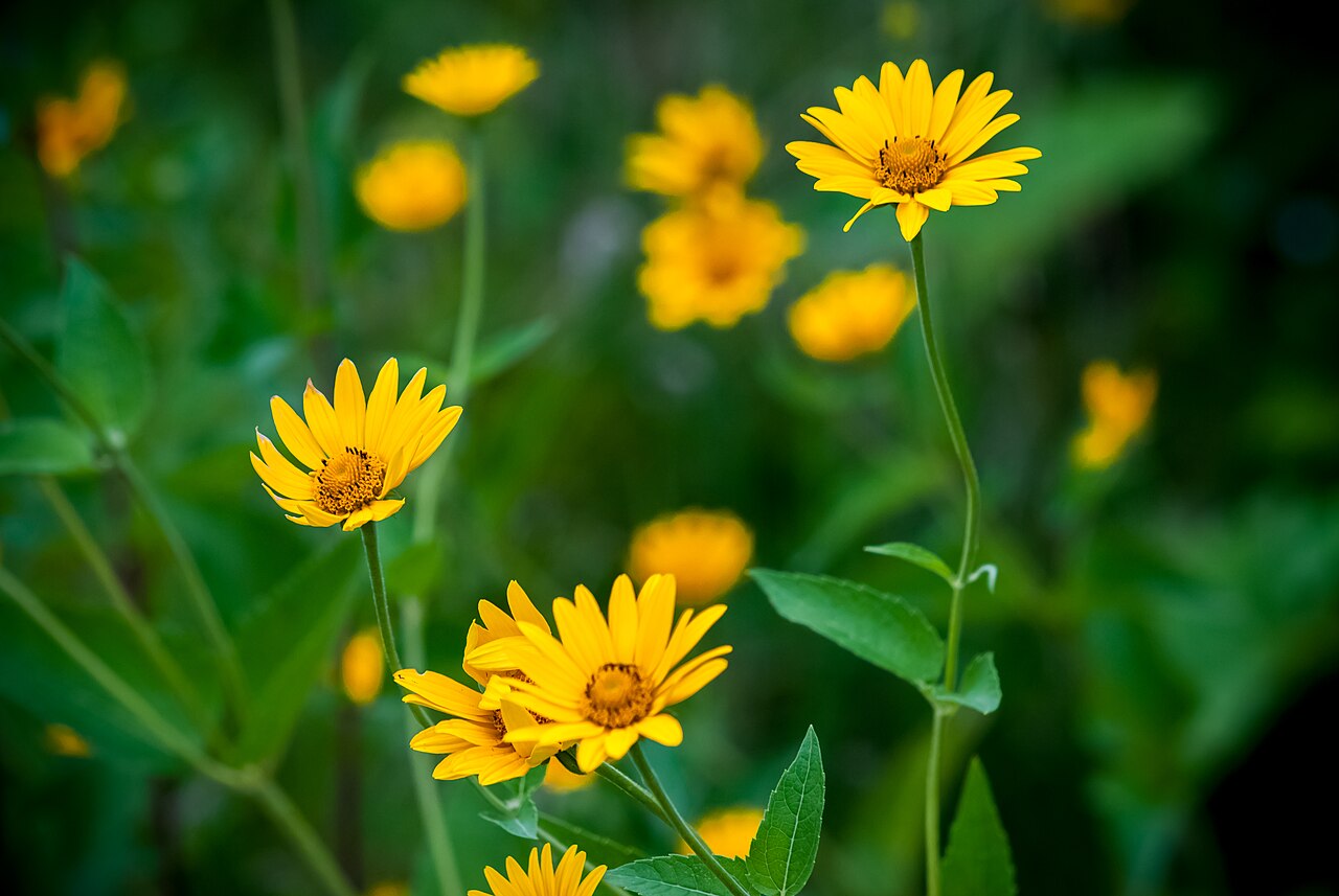 Heliopsis helianthoides, False sunflower — upright deciduous (Asteraceae) (image 9 of 10)