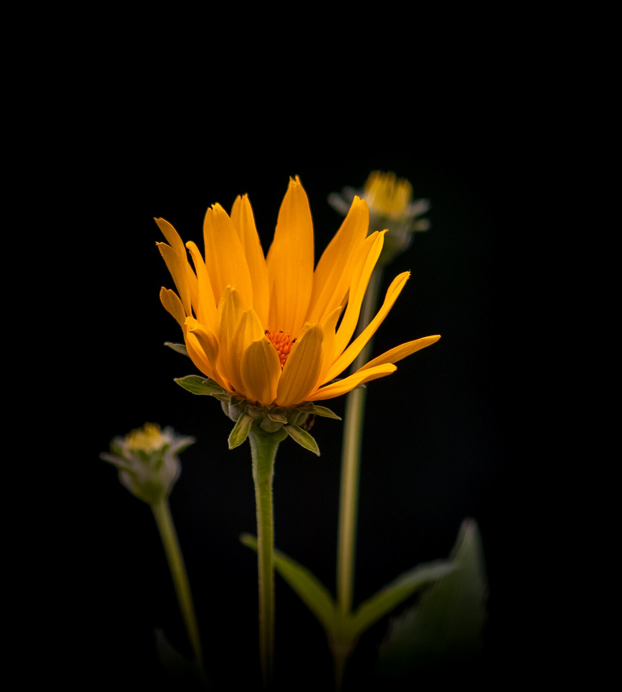 Heliopsis helianthoides, False sunflower — upright deciduous (Asteraceae) (image 10 of 10)