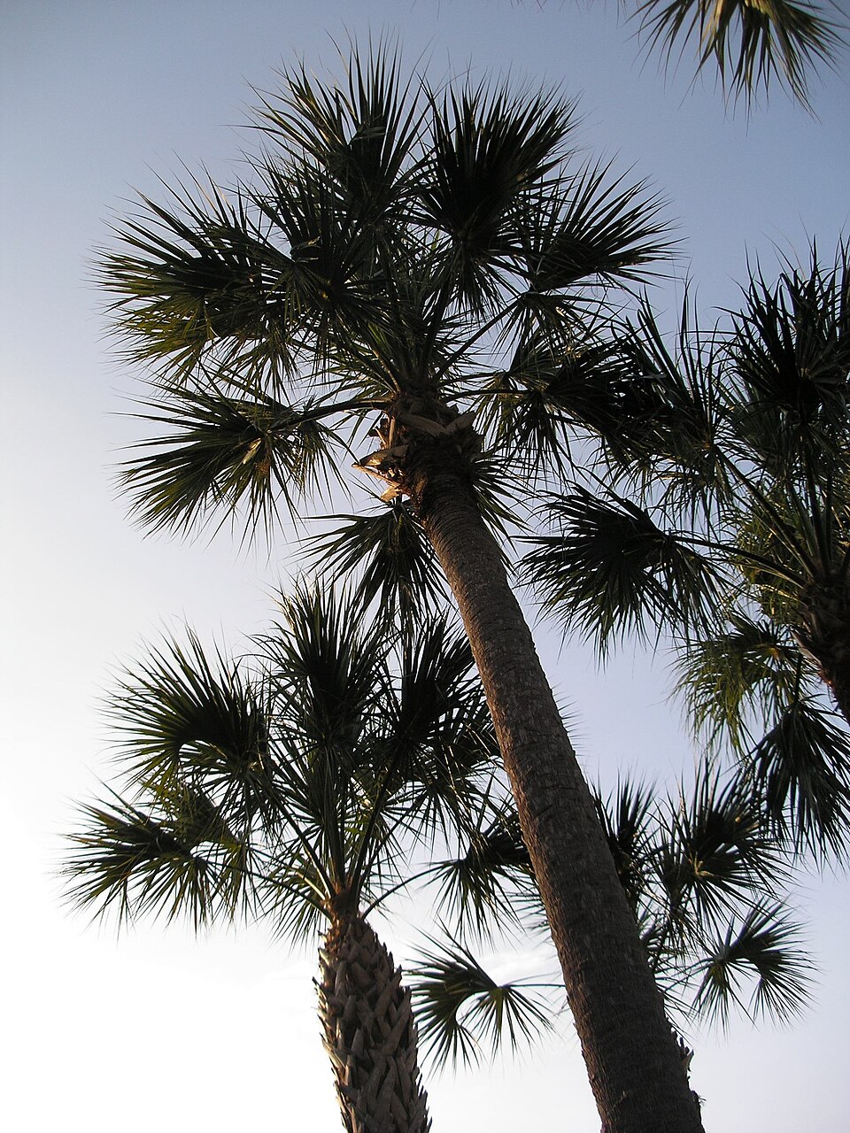 Sabal palmetto (cabbage palmetto)