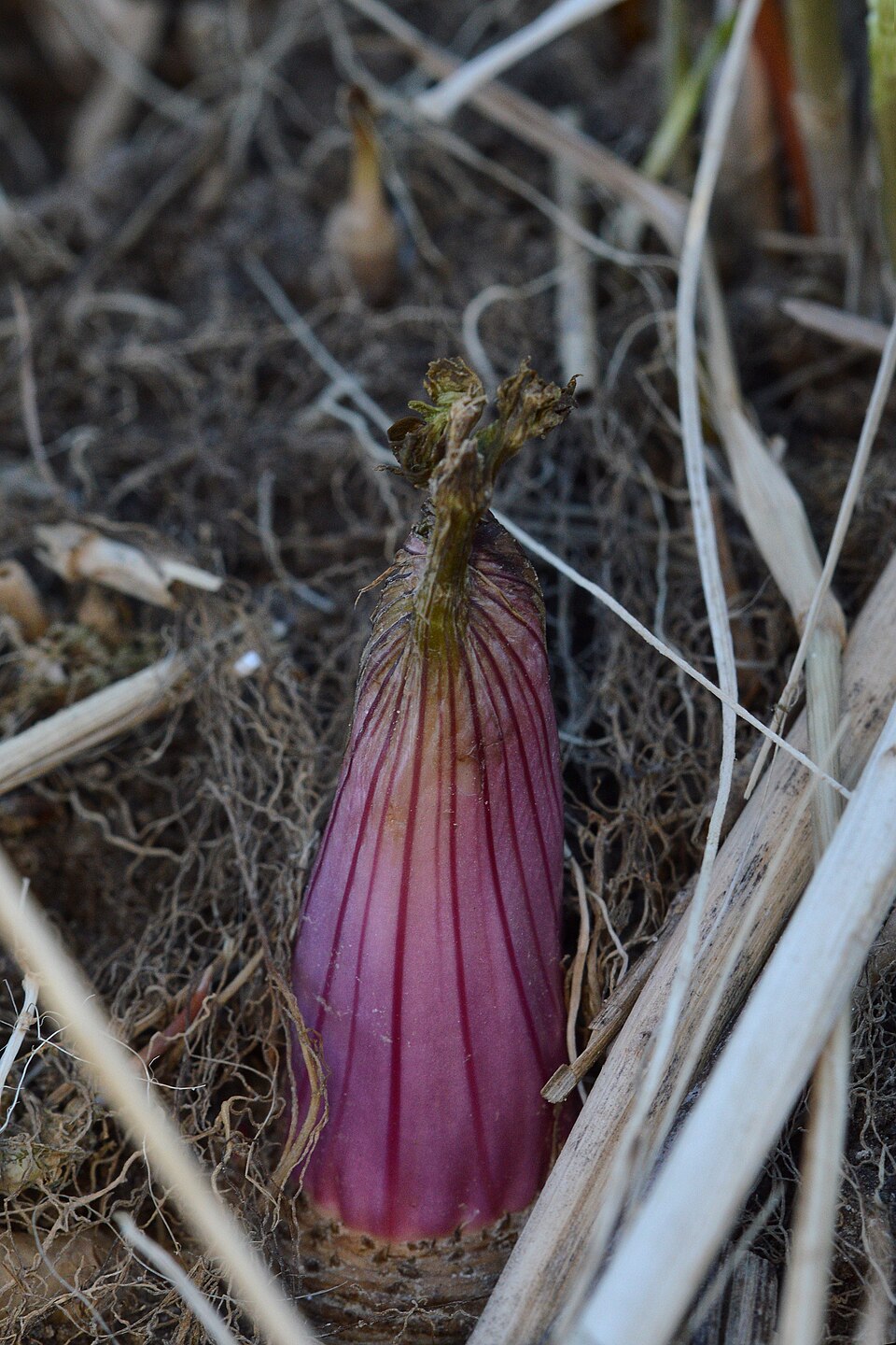 Angelica atropurpurea (purple-stemmed angelica) (alternate view 10)